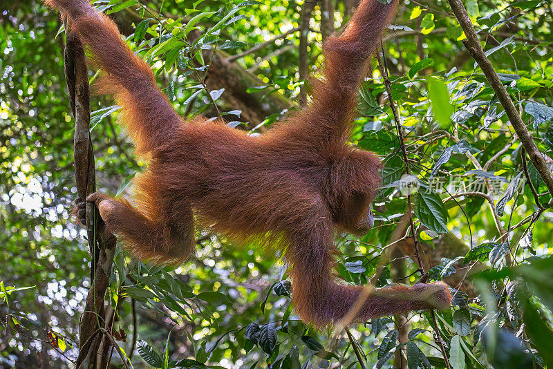 苏门答腊猩猩Pongo abelii正在丛林中穿行